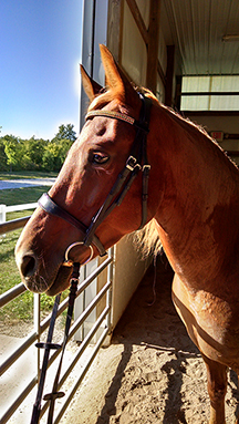 Breslin_browband_small.jpg