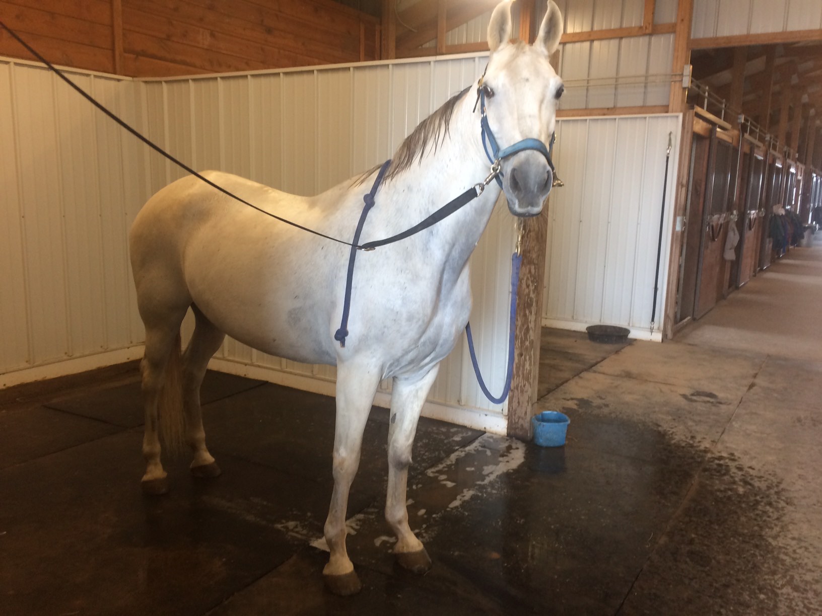 Emi after a bath Jan 2017.jpg