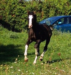 2014Aug FinnGallop_crop.jpg