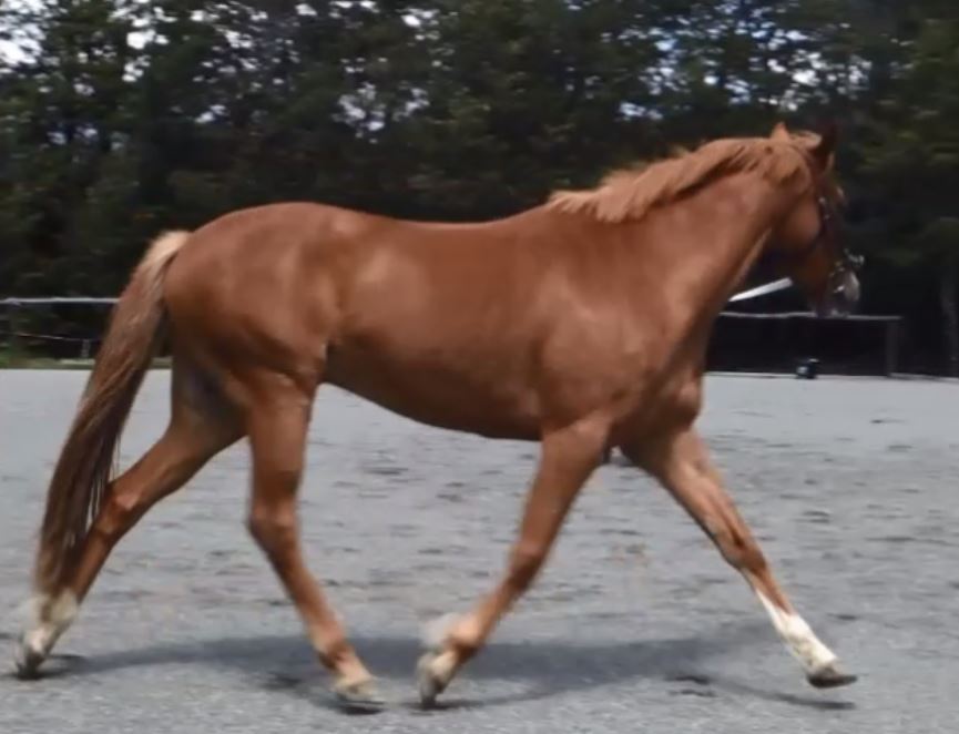 2017-12-01-fergal-trot-left-lunge.jpg