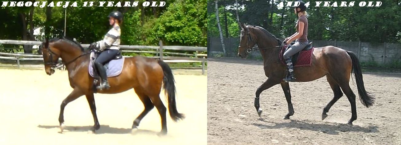 Comparison - trot.jpg