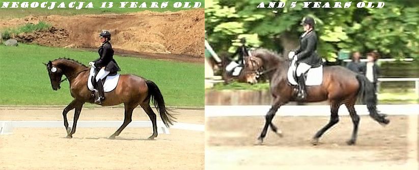 Comparison - canter.jpg