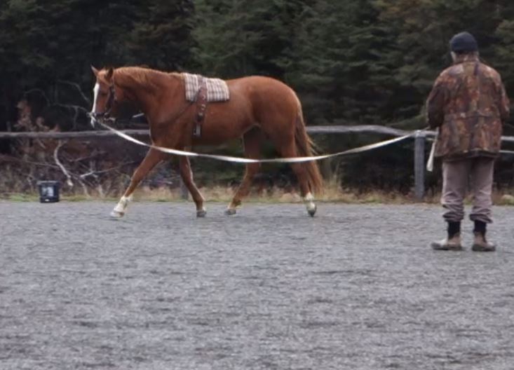 fergal-side-reins-trot-left4.jpg