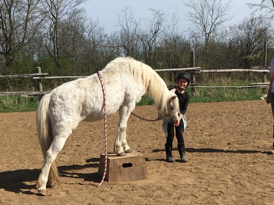 2018May12 TrickHorseClinic_Sera1.jpg