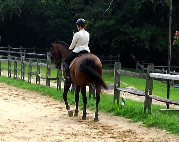 FEI trainer - walk- canter depart in  shoulder-fore.jpg