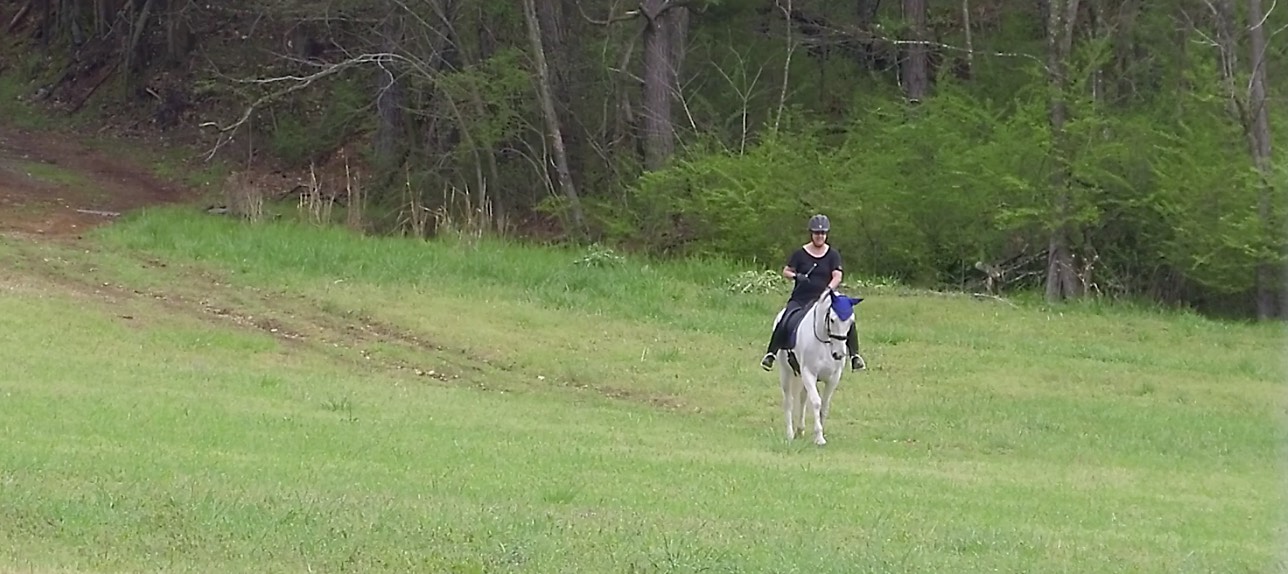 arriving through the forest to the field.jpg