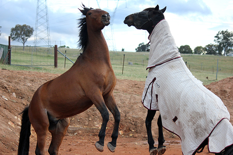 horses3small.jpg