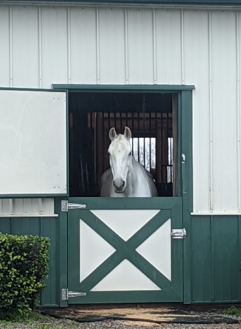 Emi in barn.jpg