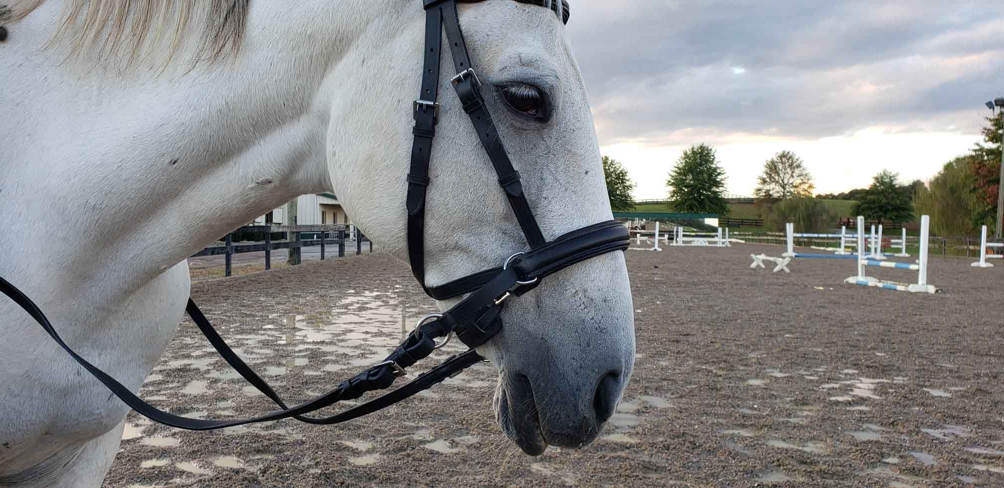 emi in bitless bridle-small.jpg