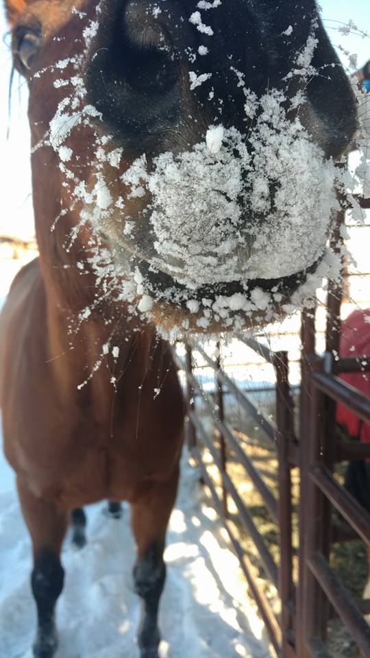 Snow nose.jpg