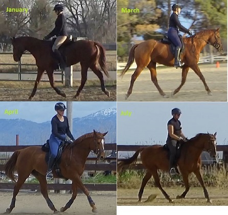 Trot Progression.jpg