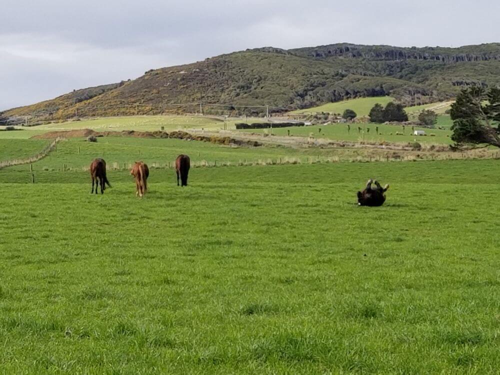 boys-smaller-paddock.jpg