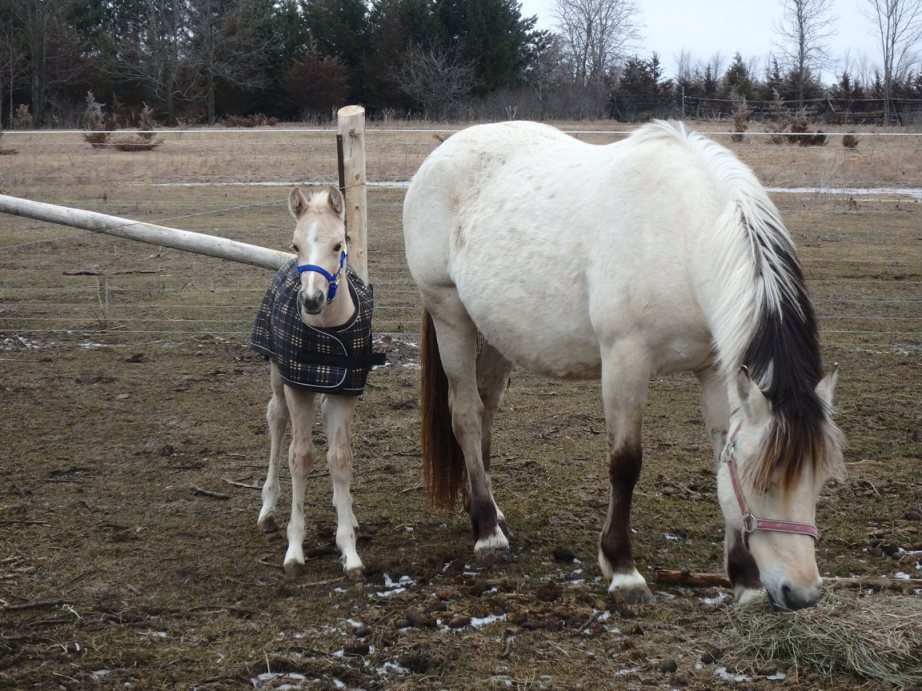 2016Mar26 AgFoal6Days12sm.JPG