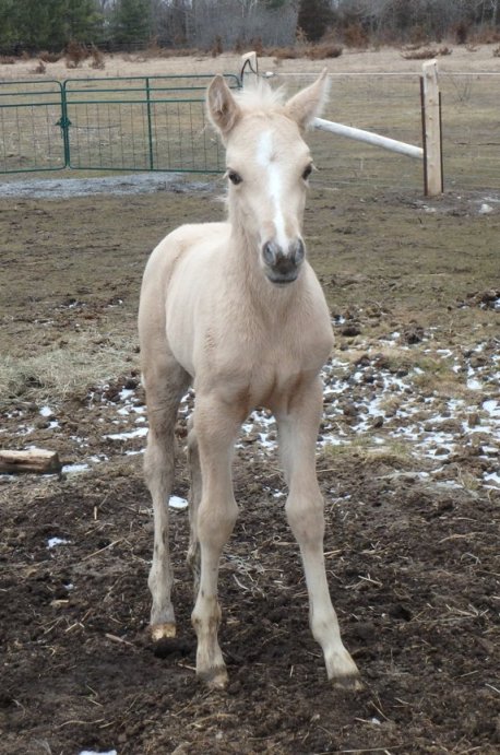 2016Mar26 AgFoal6Days20sm.JPG