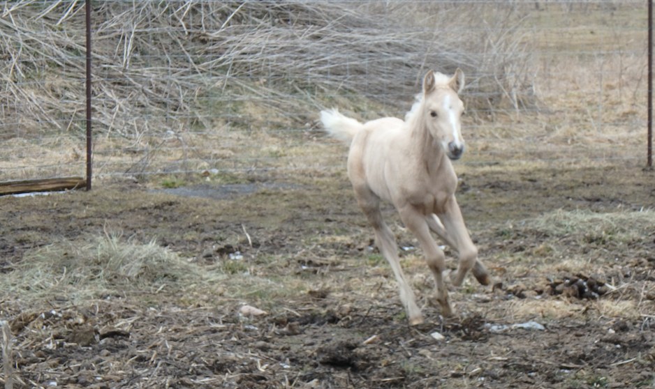 2016Mar26 AgFoal6Days23sm.JPG