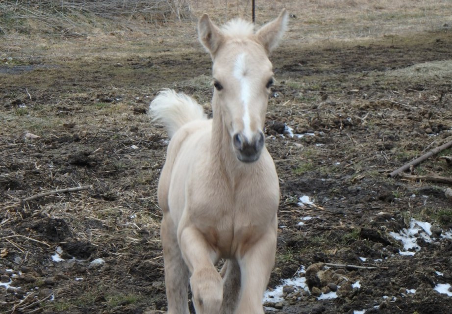 2016Mar26 AgFoal6Days24sm.JPG