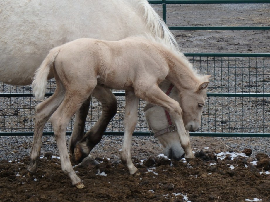 2016Mar26 AgFoal6Days29sm.JPG