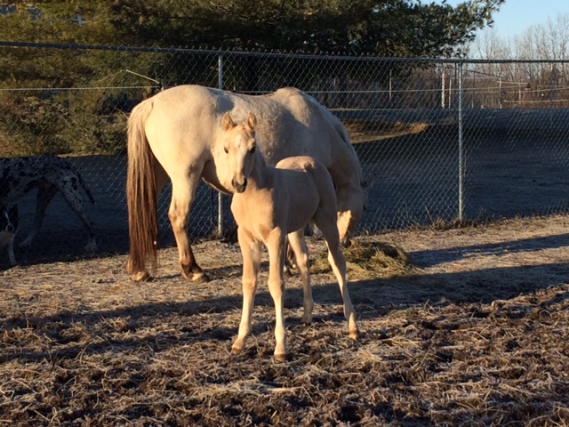 AggieFoal3.5wks.jpg