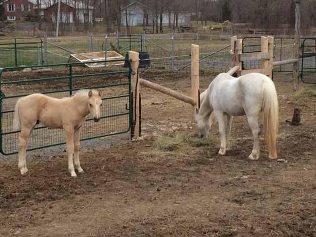 Aggie2016Foal9.JPG