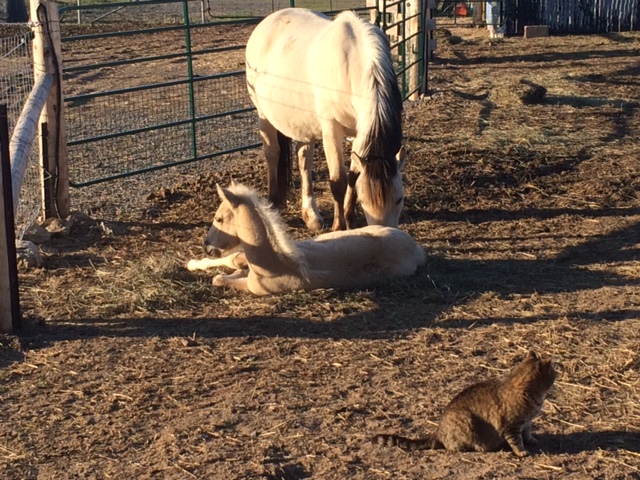 Aggie2016Foal10.JPG