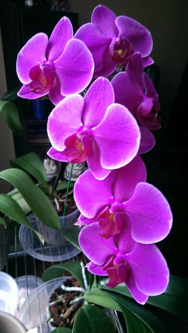 phal_small.jpg